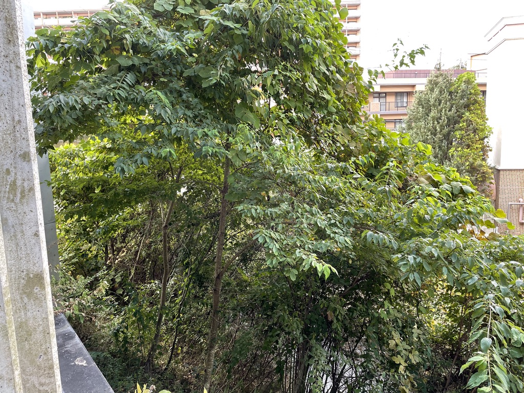 廊下付近まで枝が伸長している様子