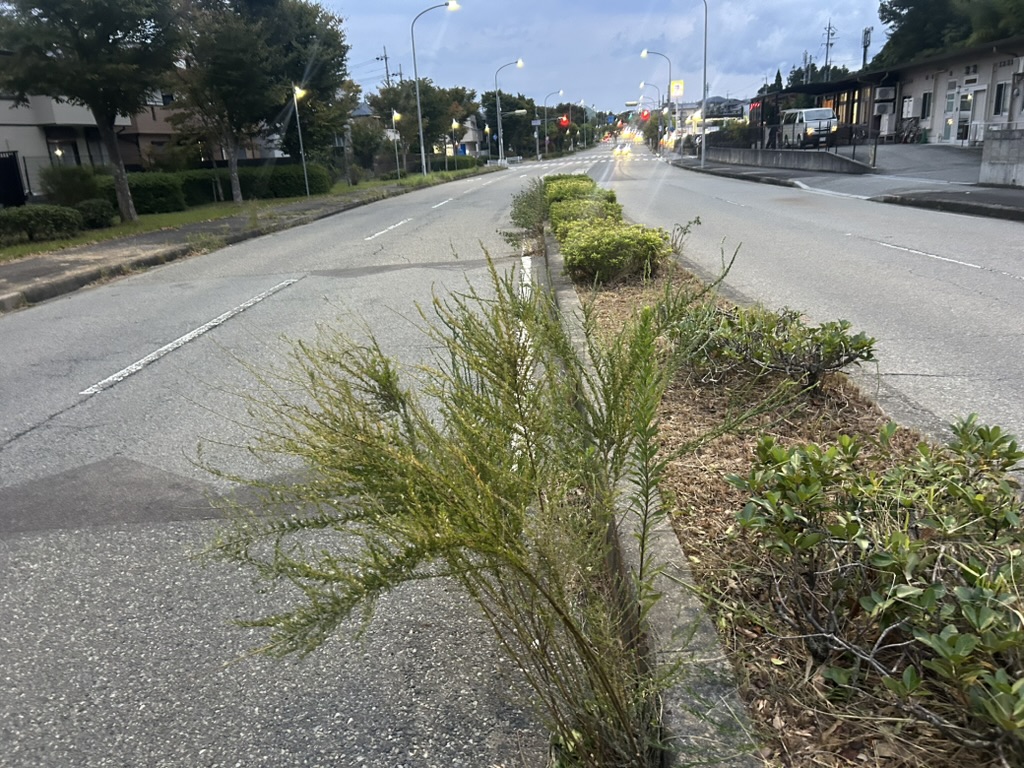 道路雑草・防草対策に4.6億円の予算［神戸市北区］神戸市会議員 堂下豊史