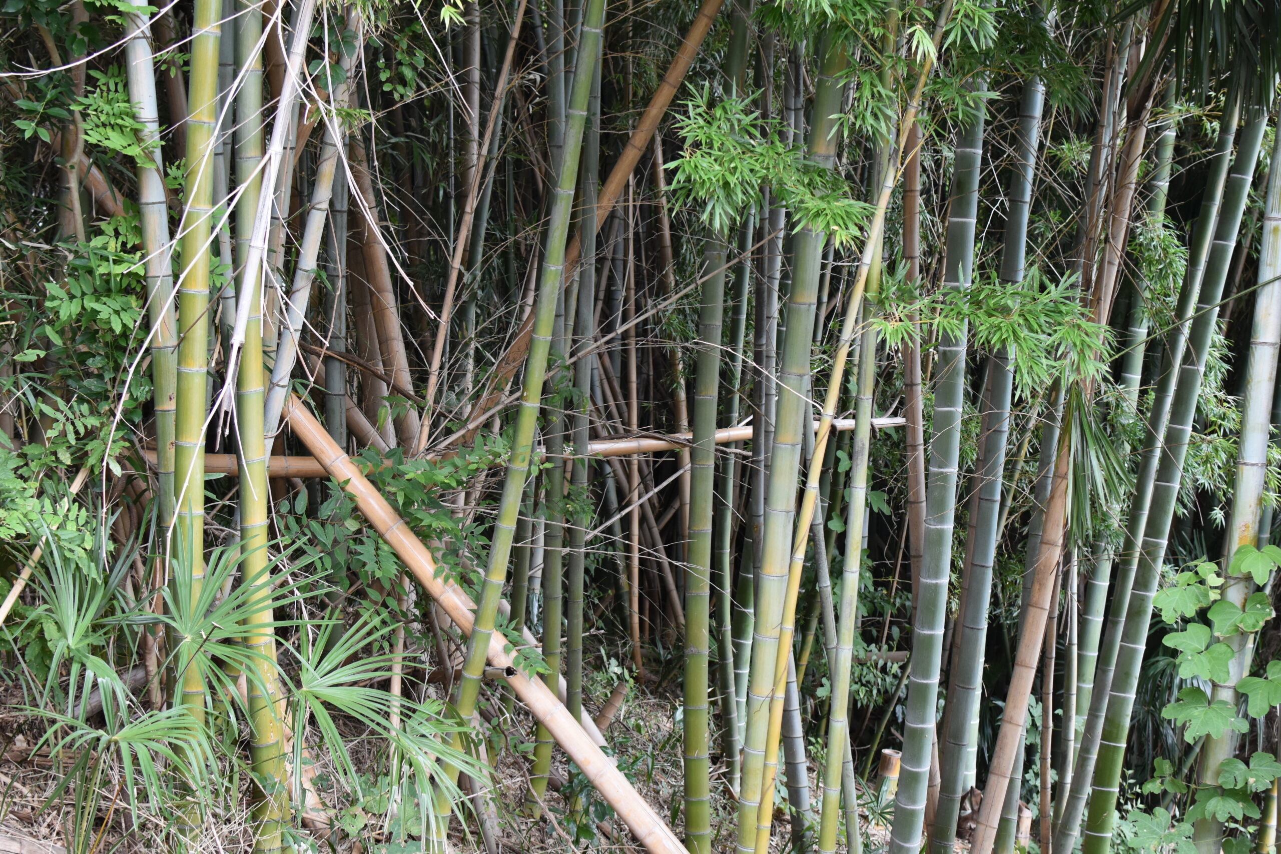 放置竹林を資源へ ― 西区実証と淡河町の挑戦［神戸市北区］神戸市会議員 堂下豊史