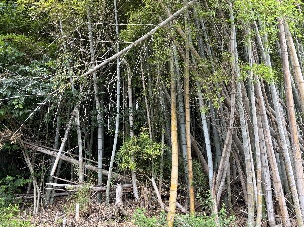 西区の放置竹林の様子
