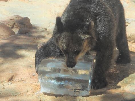 神戸市立王子動物園2026年度夏のイベント（予定）［神戸市北区］神戸市会議員 堂下豊史
