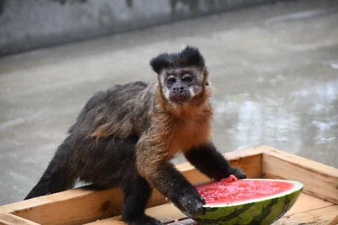 神戸市立王子動物園2026年度夏のイベント（予定）［神戸市北区］神戸市会議員 堂下豊史