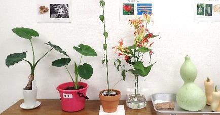毒のある植物や誤認しやすい植物の展示コーナー