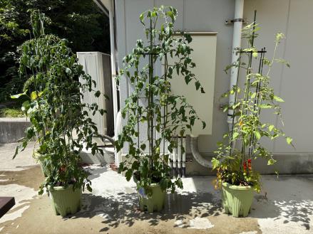 コンポストでできた堆肥で栽培した野菜の生育比較。左から 黒土+学食残渣+コーヒーかす+米ぬか、黒土+コーヒーかす+米ぬか、黒土のみ
