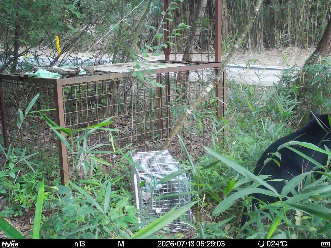 センサーカメラで撮影されたクマの映像(北区道場町・2026年7月18日)